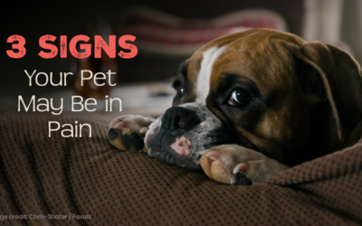 3 Signs Your Pet May Be in Pain