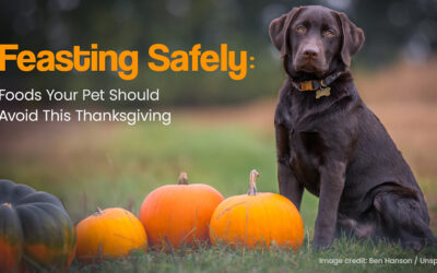 Feasting Safely: Foods Your Pet Should Avoid This Thanksgiving