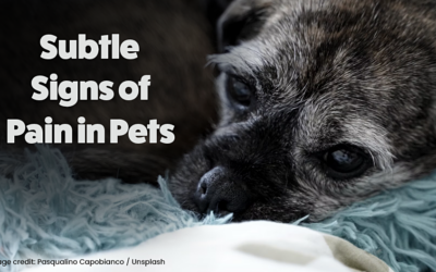 Subtle Signs of Pain in Pets